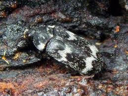 Attēlu rezultāti vaicājumam “Megatoma undata”