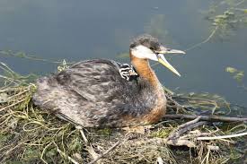 Attēlu rezultāti vaicājumam “Podiceps grisegena adult”