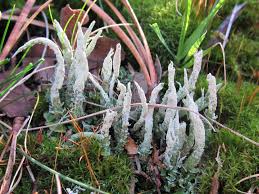 Attēlu rezultāti vaicājumam “Cladonia ochrochlora”