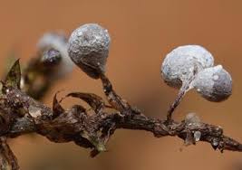 Attēlu rezultāti vaicājumam “Physarum bitectum”