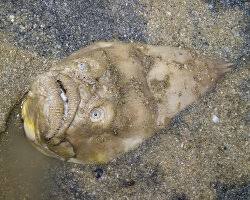 Image result for Chrysoblephus laticeps