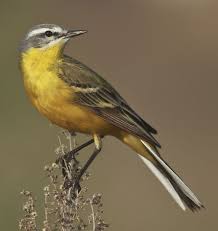 Attēlu rezultāti vaicājumam “Motacillidae”