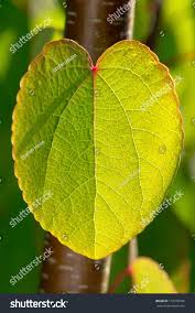 Attēlu rezultāti vaicājumam “Cercidiphyllum japonicum leaf”