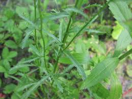 Attēlu rezultāti vaicājumam “Leucanthemum vulgare leaf”