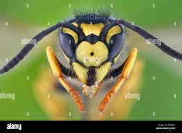 Attēlu rezultāti vaicājumam “Vespula germanica male”