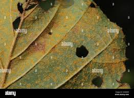 Attēlu rezultāti vaicājumam “Melampsoridium sp.”