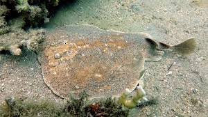 Image result for Torpedo marmorata