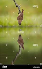 Attēlu rezultāti vaicājumam “Troglodytes troglodytes adult”