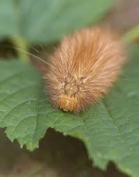 Attēlu rezultāti vaicājumam “Spilosoma lutea larva”