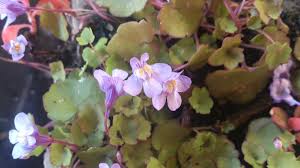 Attēlu rezultāti vaicājumam “Cymbalaria muralis leaf”