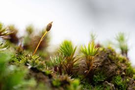 Attēlu rezultāti vaicājumam “Campylopus pyriformis”