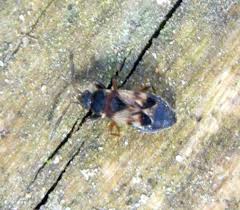 Attēlu rezultāti vaicājumam “Scolopostethus thomsoni”