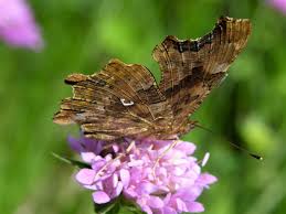 Attēlu rezultāti vaicājumam “Polygonia c-album upperside”