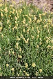 Attēlu rezultāti vaicājumam “Enteridium corticatum sessile”