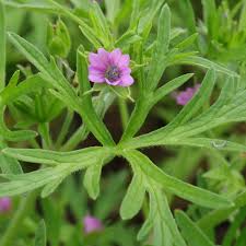 Attēlu rezultāti vaicājumam “Geranium dissectum fruit”