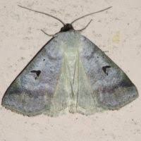 Attēlu rezultāti vaicājumam “Lygephila viciae”