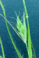 Attēlu rezultāti vaicājumam “Danthonia decumbens fruit”