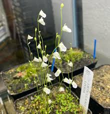Attēlu rezultāti vaicājumam “Utricularia x neglecta”
