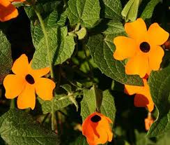 Image result for Thunbergia alata