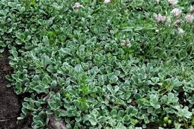 Attēlu rezultāti vaicājumam “Antennaria dioica leaf”
