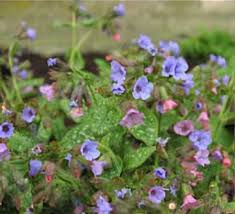 Image result for Pulmonaria officinalis