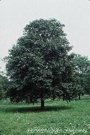 Attēlu rezultāti vaicājumam “Acer platanoides fo. schwedleri”