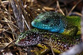 Attēlu rezultāti vaicājumam “Lacerta vivipara”