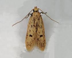 Attēlu rezultāti vaicājumam “Oecophoridae”