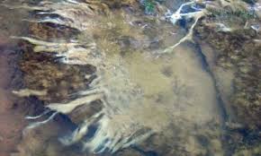 Attēlu rezultāti vaicājumam “Didymium proximum”