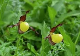 Attēlu rezultāti vaicājumam “Cypripedium calceolus leaf”