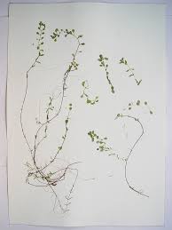 Attēlu rezultāti vaicājumam “Callitriche verna flower”