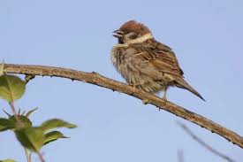 Attēlu rezultāti vaicājumam “Passer montanus adult”