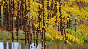Attēlu rezultāti vaicājumam “Pterocarya fraxinifolia leaf”
