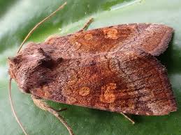 Attēlu rezultāti vaicājumam “Amphipoea”