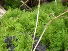 Attēlu rezultāti vaicājumam “Thuidium tamariscinum”