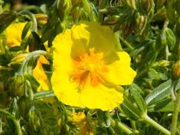 Attēlu rezultāti vaicājumam “Helianthemum x hybridum”