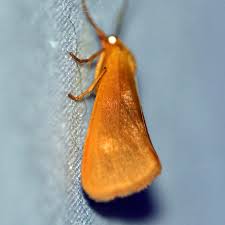 Attēlu rezultāti vaicājumam “Aphelia viburniana”