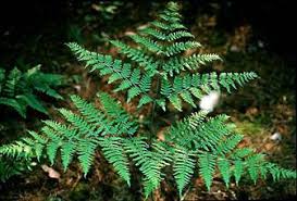 Attēlu rezultāti vaicājumam “Pteridium aquilinum”