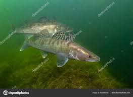 Image result for Sander lucioperca