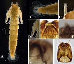 Attēlu rezultāti vaicājumam “Orthosia sp. larva”