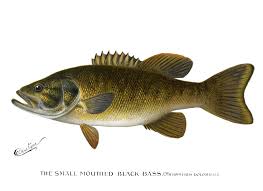 Image result for Micropterus dolomieu
