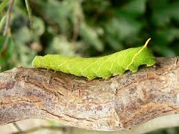 Attēlu rezultāti vaicājumam “Laothoe populi larva”
