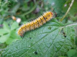 Attēlu rezultāti vaicājumam “Lasiocampa trifolii”