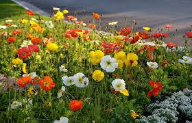 Image result for Papaver nudicaule