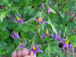 Attēlu rezultāti vaicājumam “Solanum dulcamara leaf”