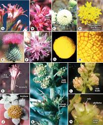 Attēlu rezultāti vaicājumam “Asteraceae”