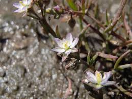 Attēlu rezultāti vaicājumam “Spergularia marina bud”