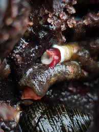 Attēlu rezultāti vaicājumam “Tubifera applanata sessile”