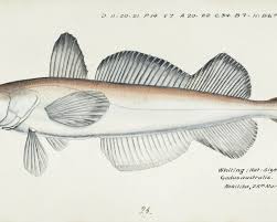 Image result for Merluccius merluccius