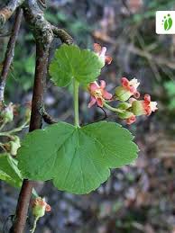 Attēlu rezultāti vaicājumam “Ribes nigrum flower”
